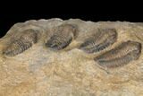 Plate Of Nine Sokhretia? Trilobites - Erfoud, Morocco #130412-5